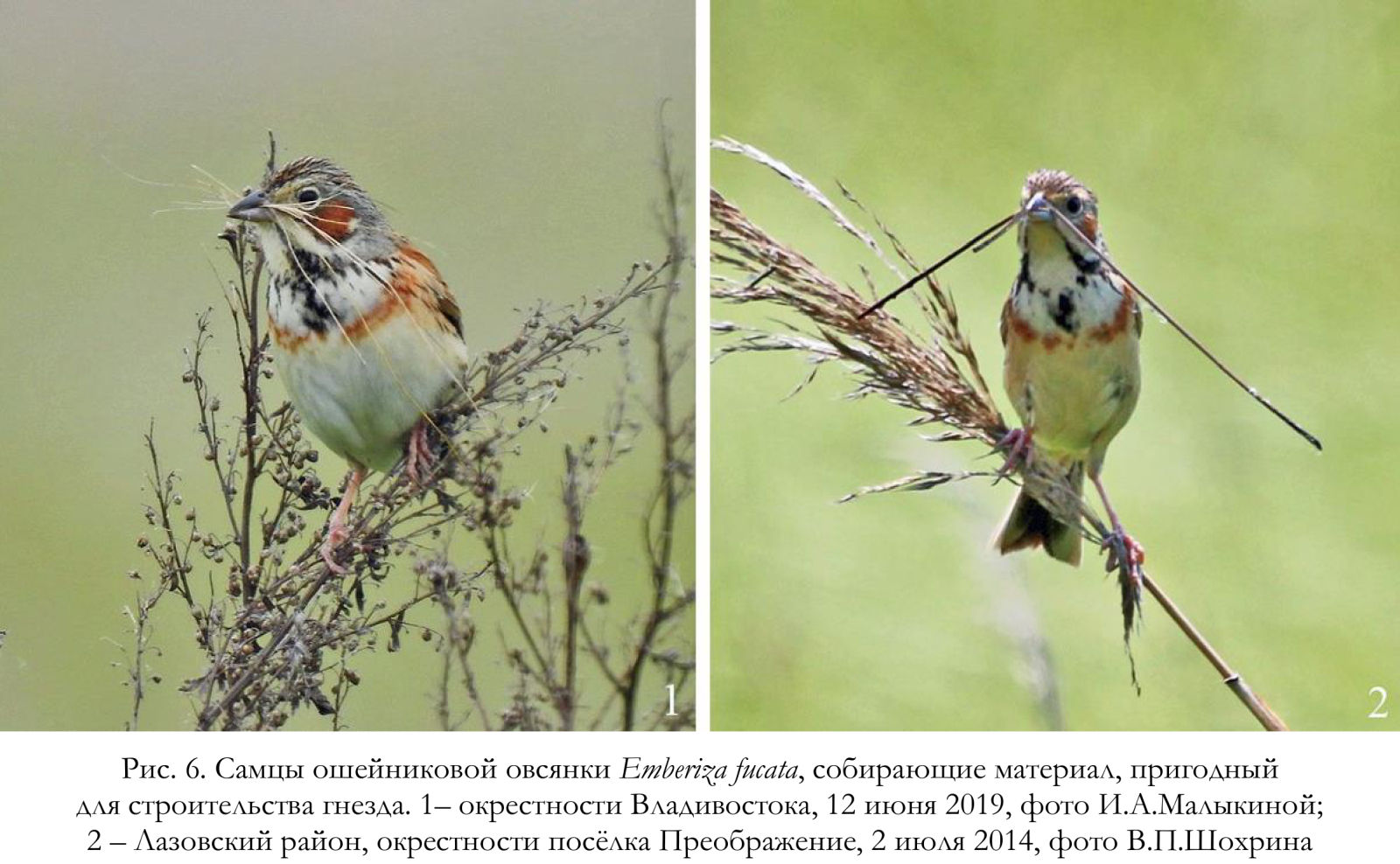 Самцы ошейниковой овсянки Emberiza fucata, собирающие материал, пригодный для строительства гнезда