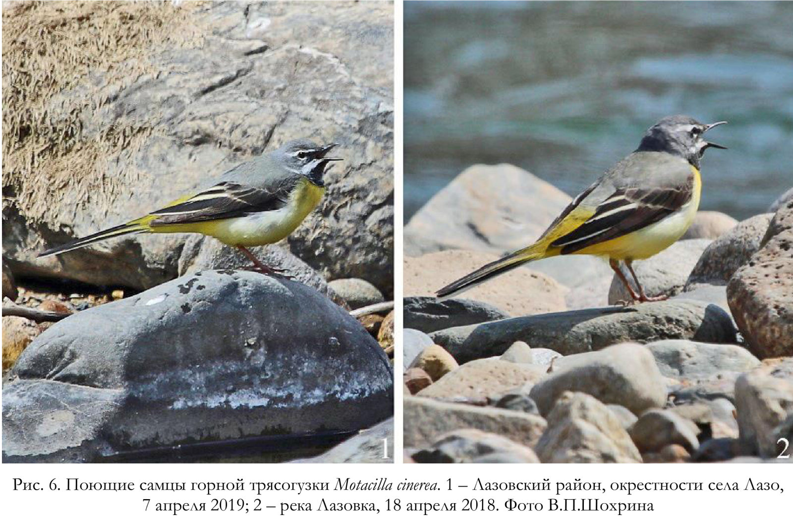 Поющие самцы горной трясогузки Motacilla cinerea