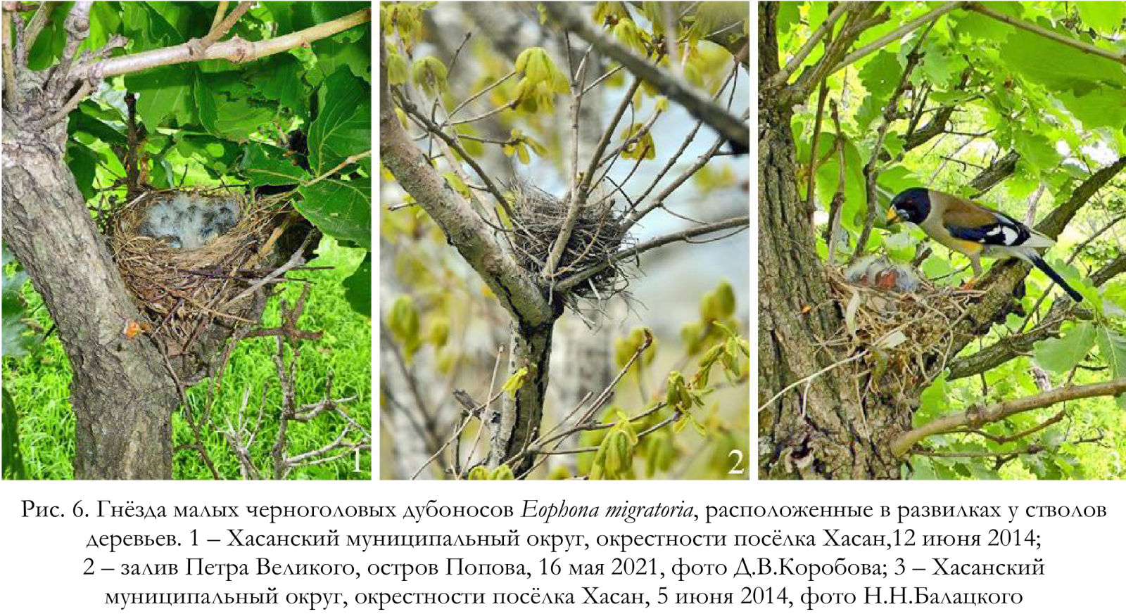 Гнёзда малых черноголовых дубоносов Eophona migratoria, расположенные в развилках у стволов деревьев