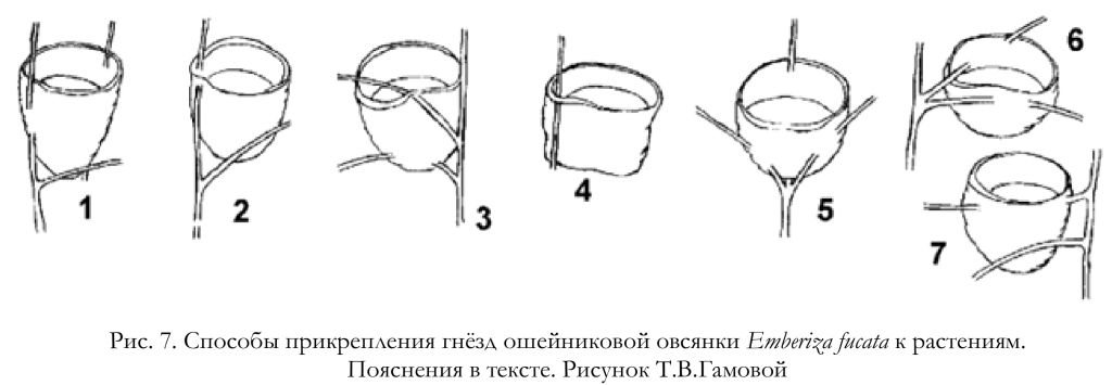 Способы прикрепления гнёзд ошейниковой овсянки Emberiza fucata к растениям.