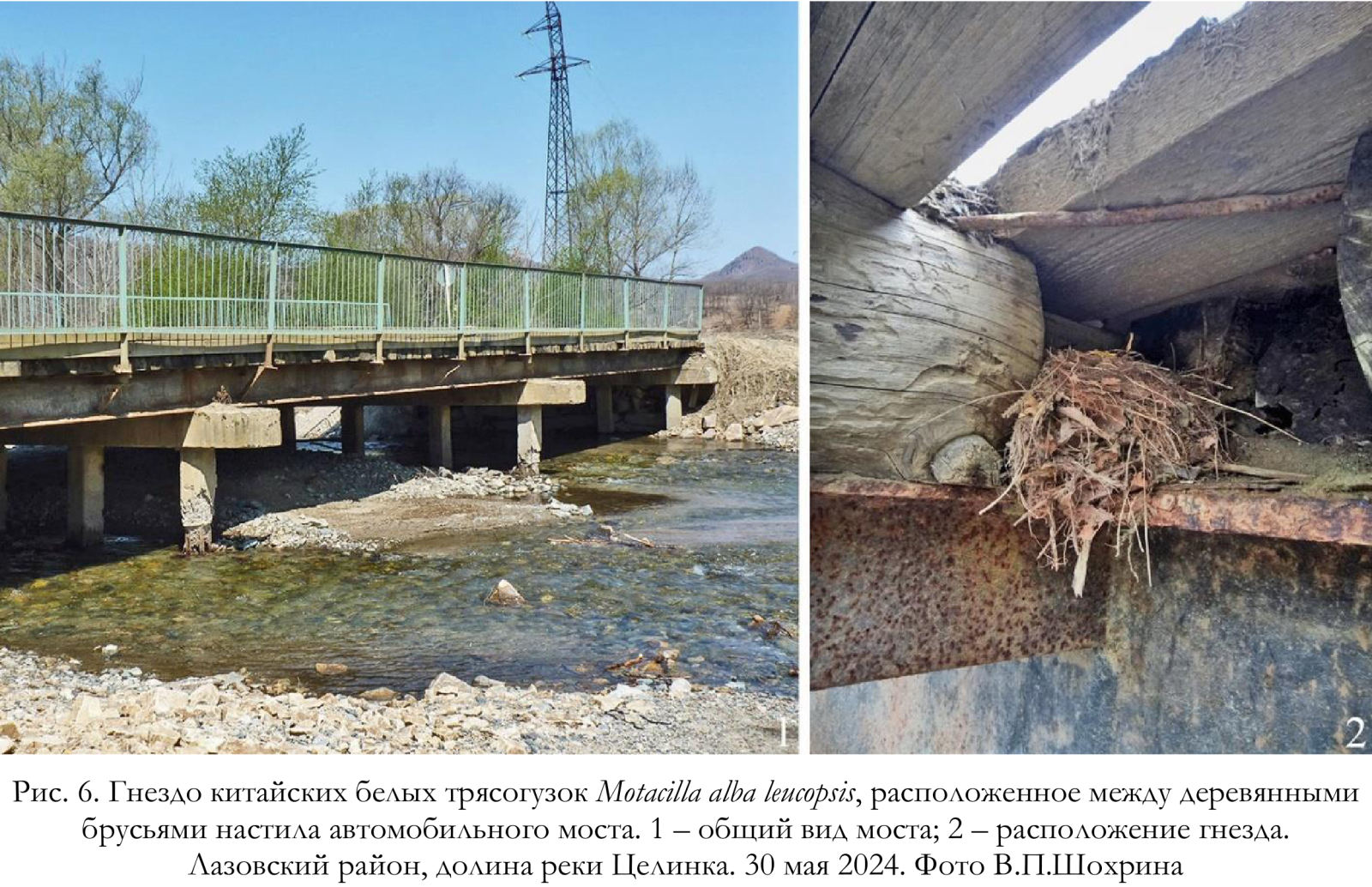 Гнездо китайских белых трясогузок Motacilla alba leucopsis, расположенное между деревянными брусьями настила автомобильного моста