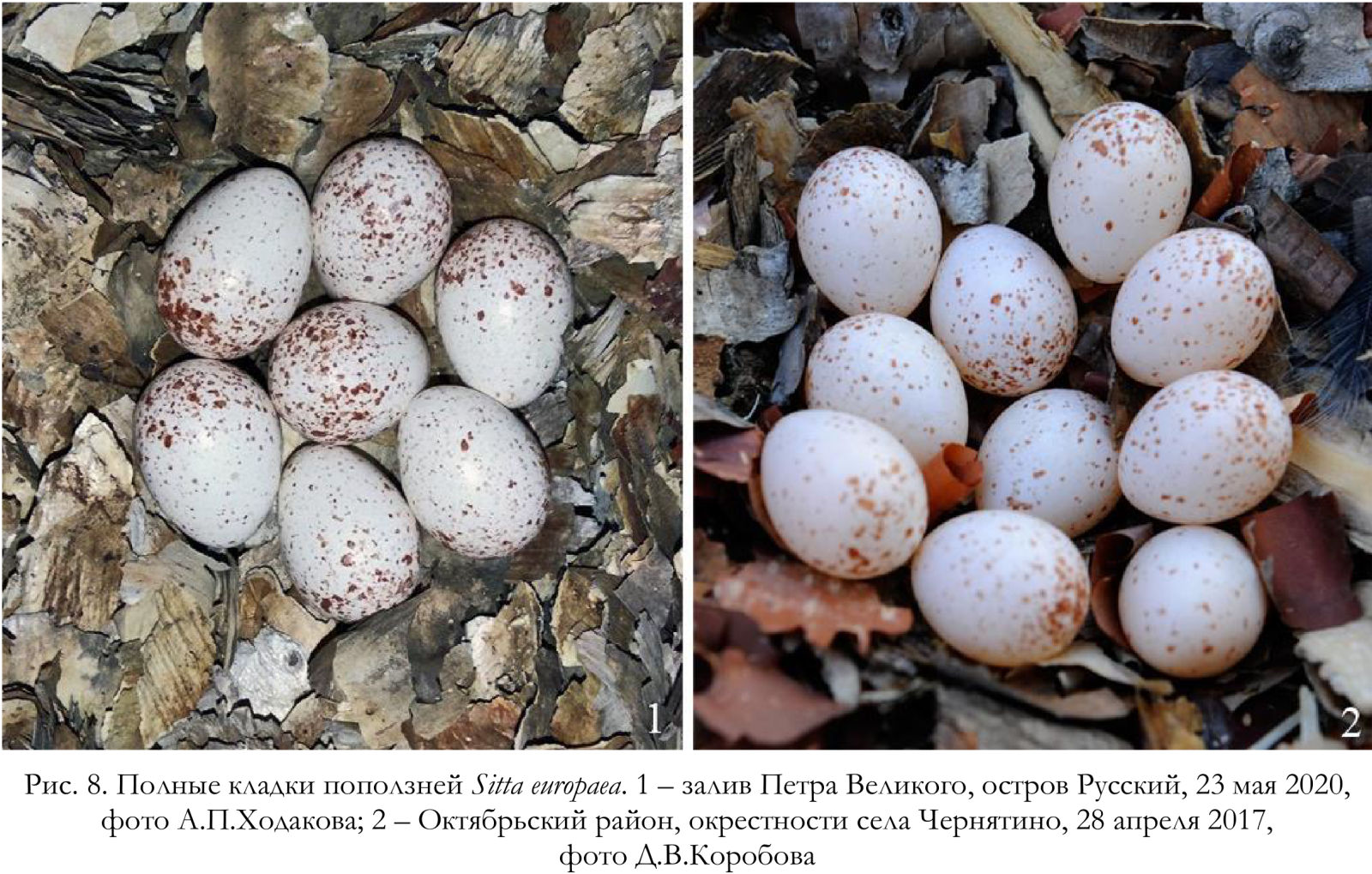 Полные кладки поползней Sitta europaea.