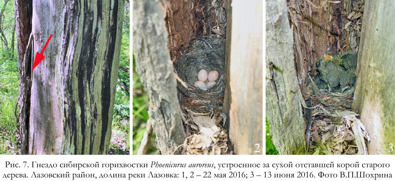 Гнездо сибирской горихвостки Phoenicurus auroreus, устроенное за сухой отставшей корой старого дерева