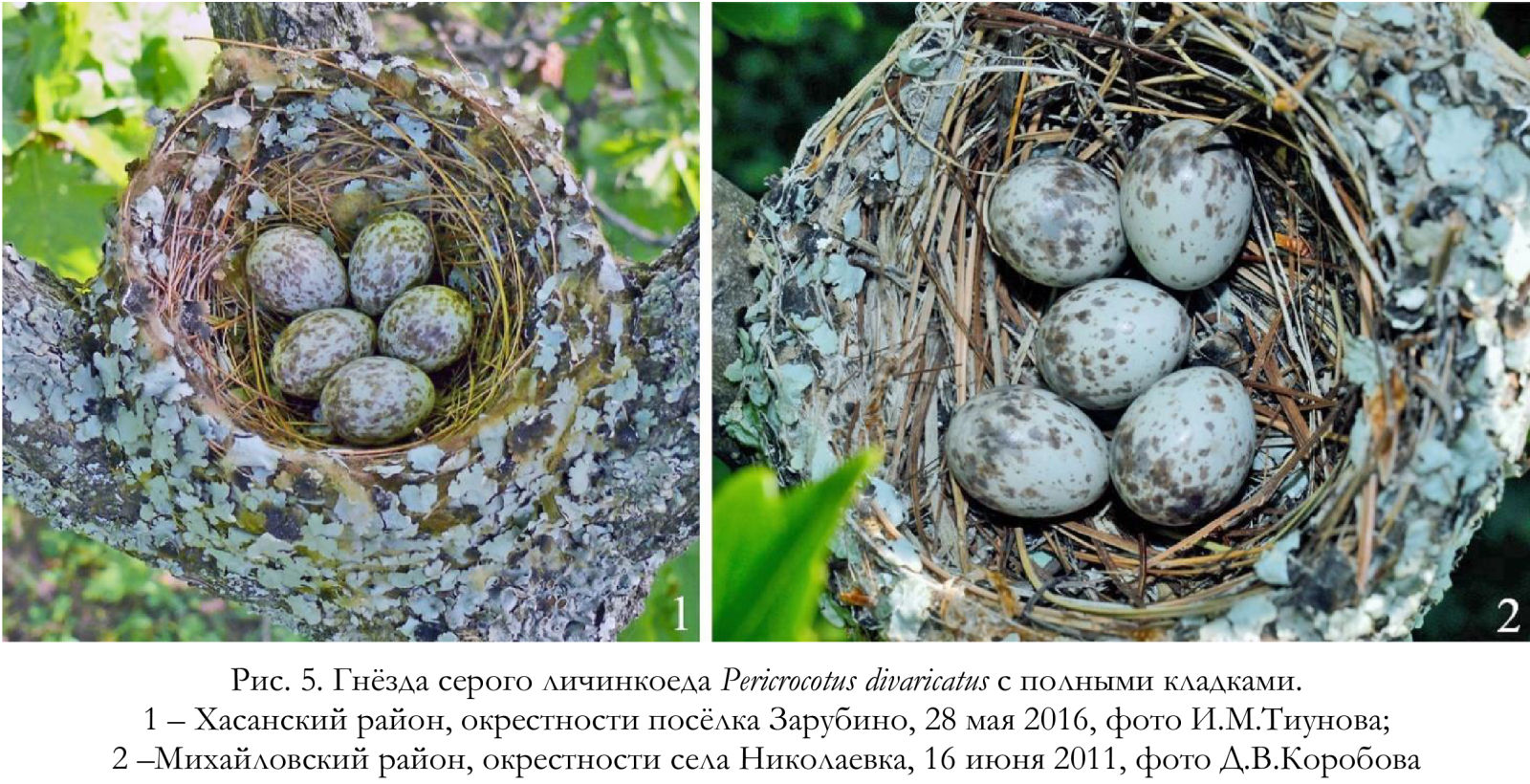 Гнёзда серого личинкоеда Pericrocotus divaricatus с полными кладками.