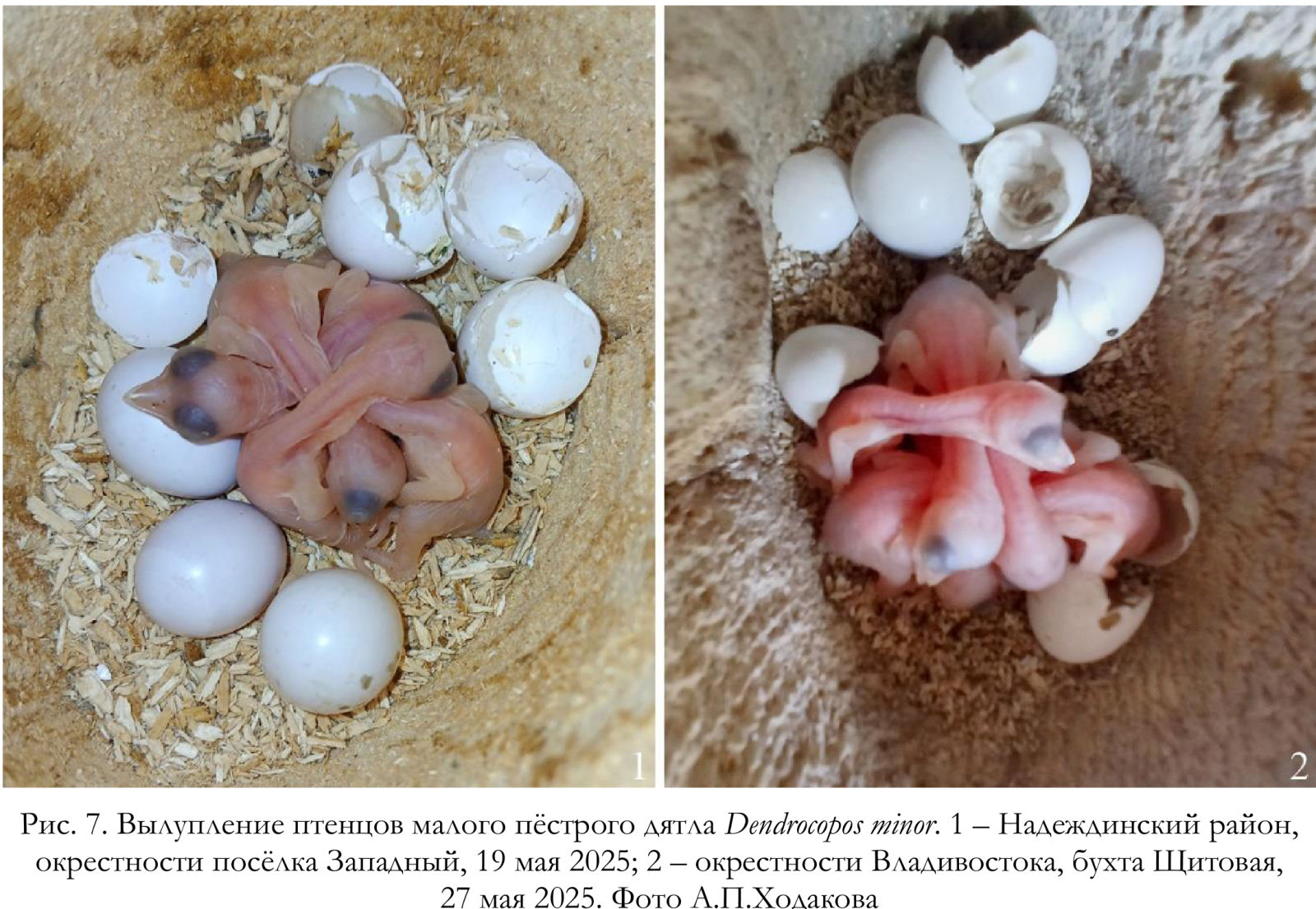 Вылупление птенцов малого пёстрого дятла Dendrocopos minor.