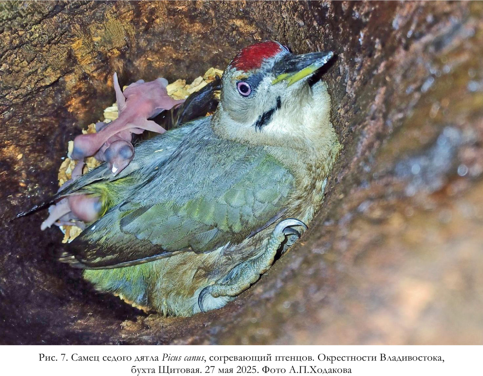 Самец седого дятла Picus canus, согревающий птенцов