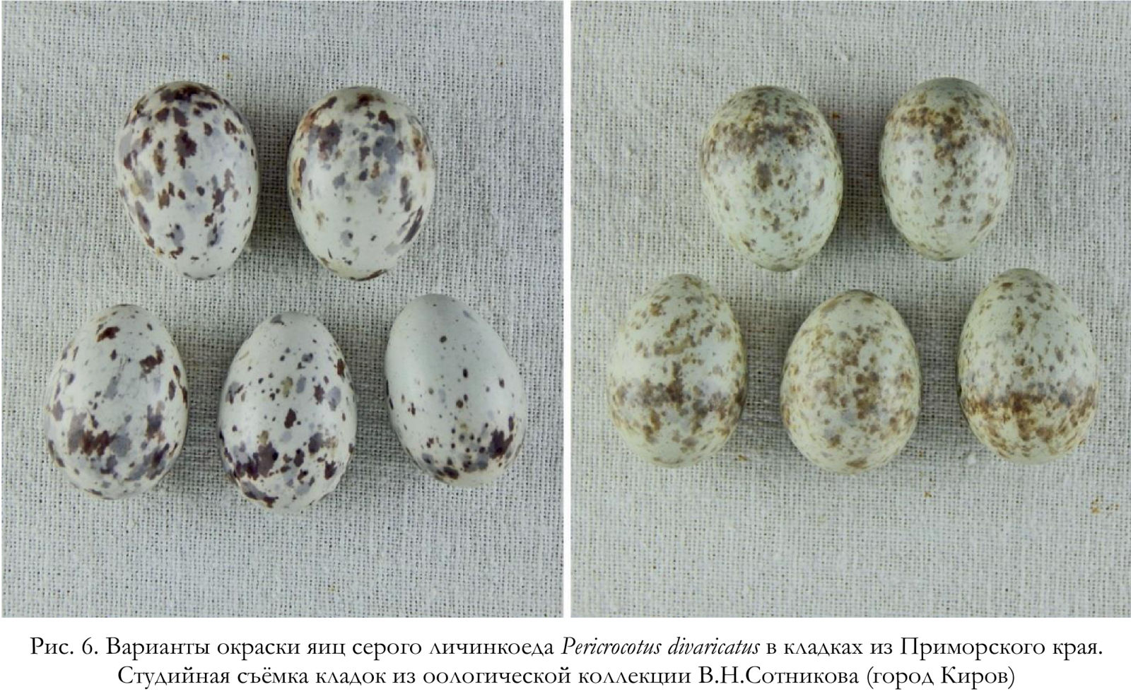 Варианты окраски яиц серого личинкоеда Pericrocotus divaricatus в кладках из Приморского края