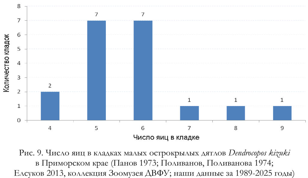 Число яиц в кладках малых острокрылых дятлов Dendrocopos kizuki
в Приморском крае