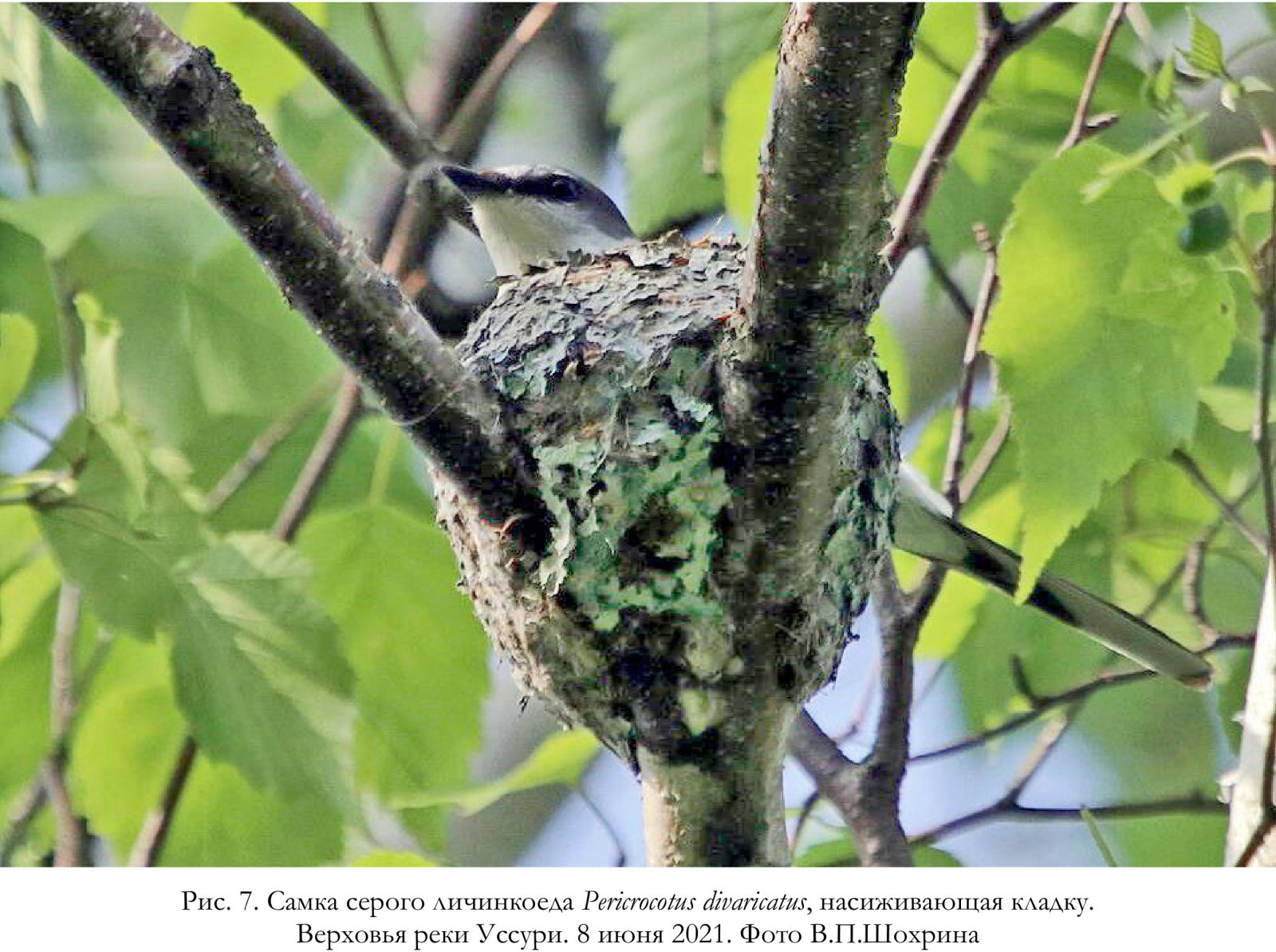 Самка серого личинкоеда Pericrocotus divaricatus, насиживающая кладку