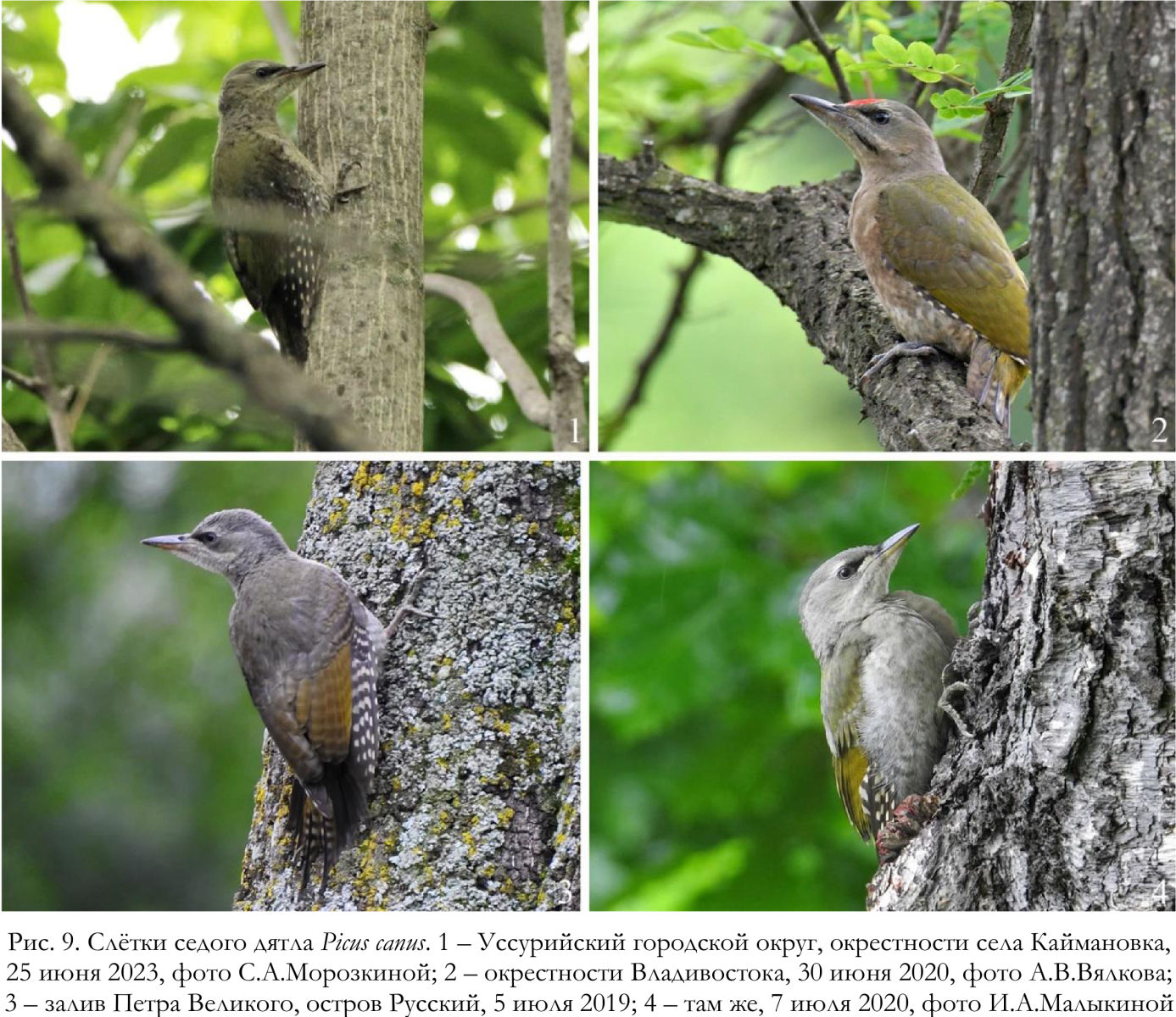 Слётки седого дятла Picus canus