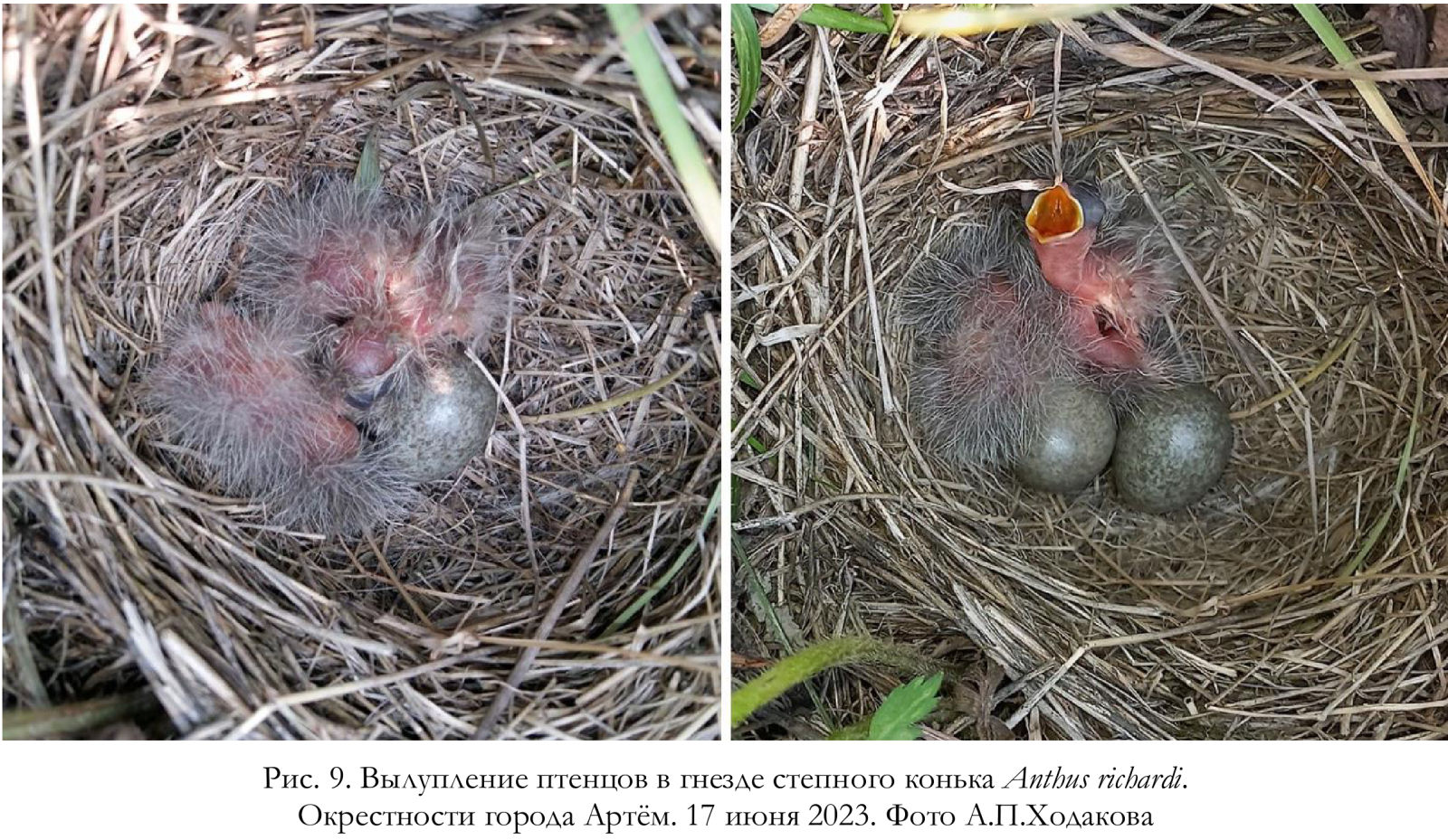 Вылупление птенцов в гнезде степного конька Anthus richardi.