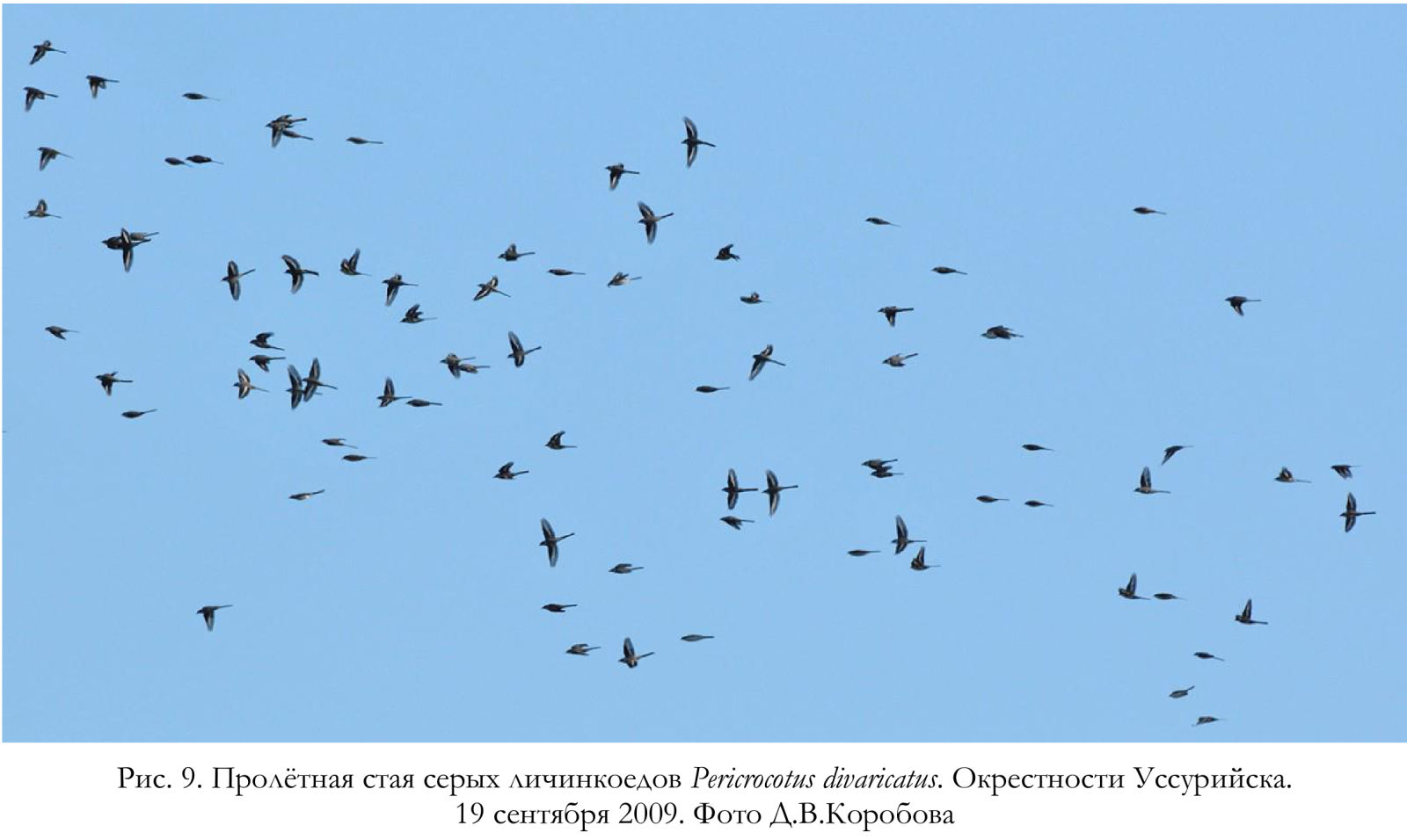 Пролётная стая серых личинкоедов Pericrocotus divaricatus. Окрестности Уссурийска