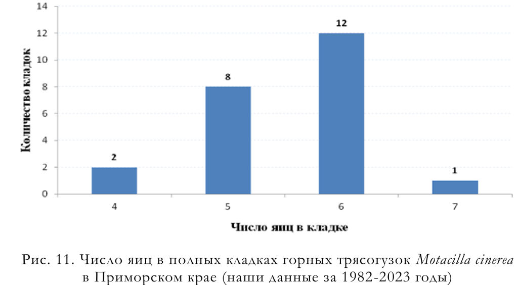 Число яиц в полных кладках горных трясогузок Motacilla cinerea
в Приморском крае