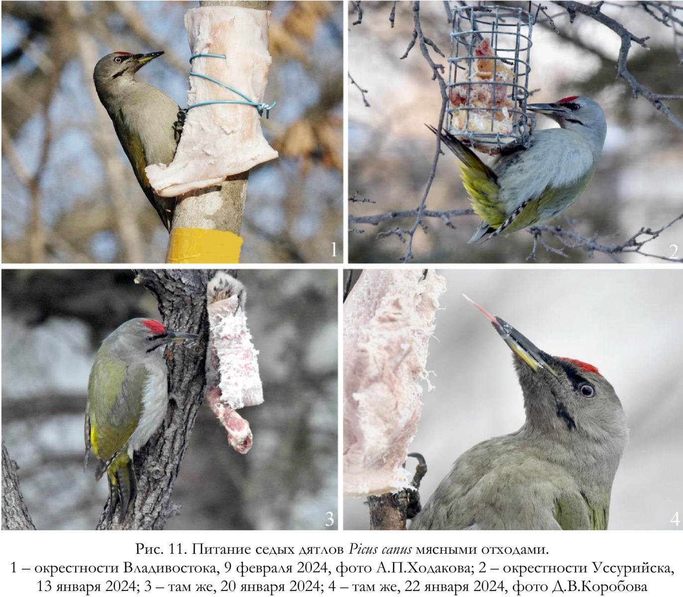 Питание седых дятлов Picus canus мясными отходами
