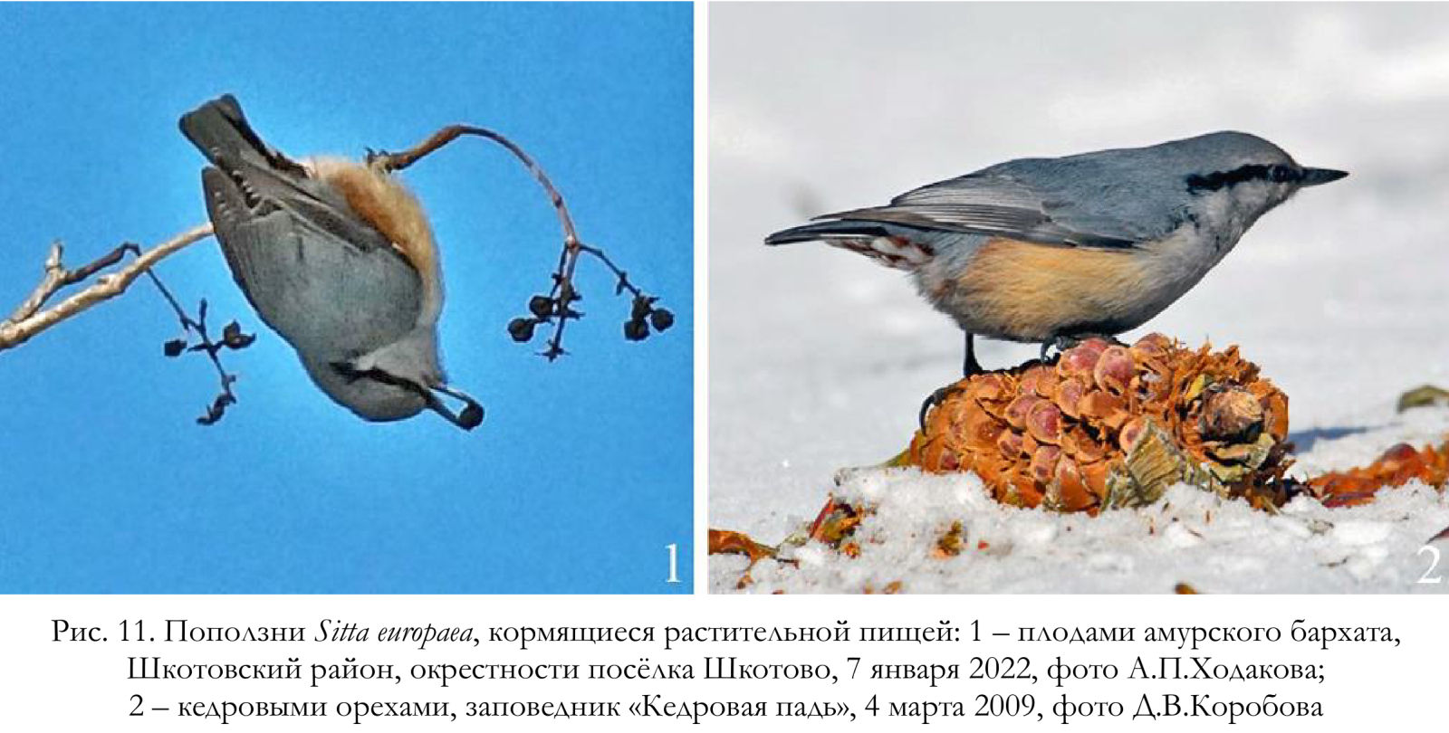 Поползни Sitta europaea, кормящиеся растительной пищей