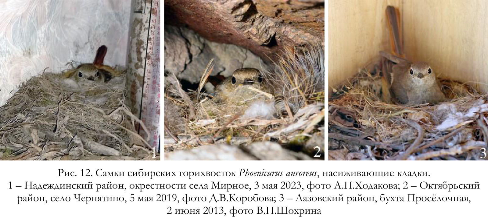 Самки сибирских горихвосток Phoenicurus auroreus, насиживающие кладки.