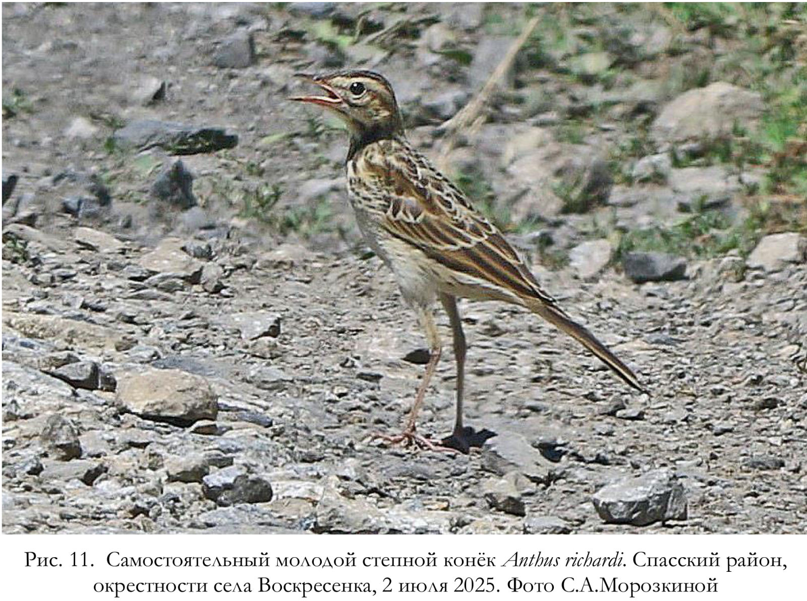 Самостоятельный молодой степной конёк Anthus richardi