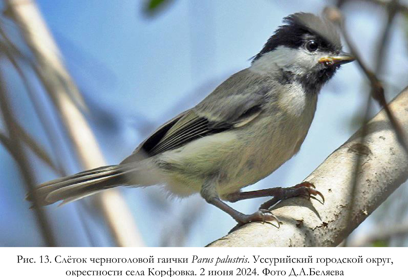 Слёток черноголовой гаички Parus palustris