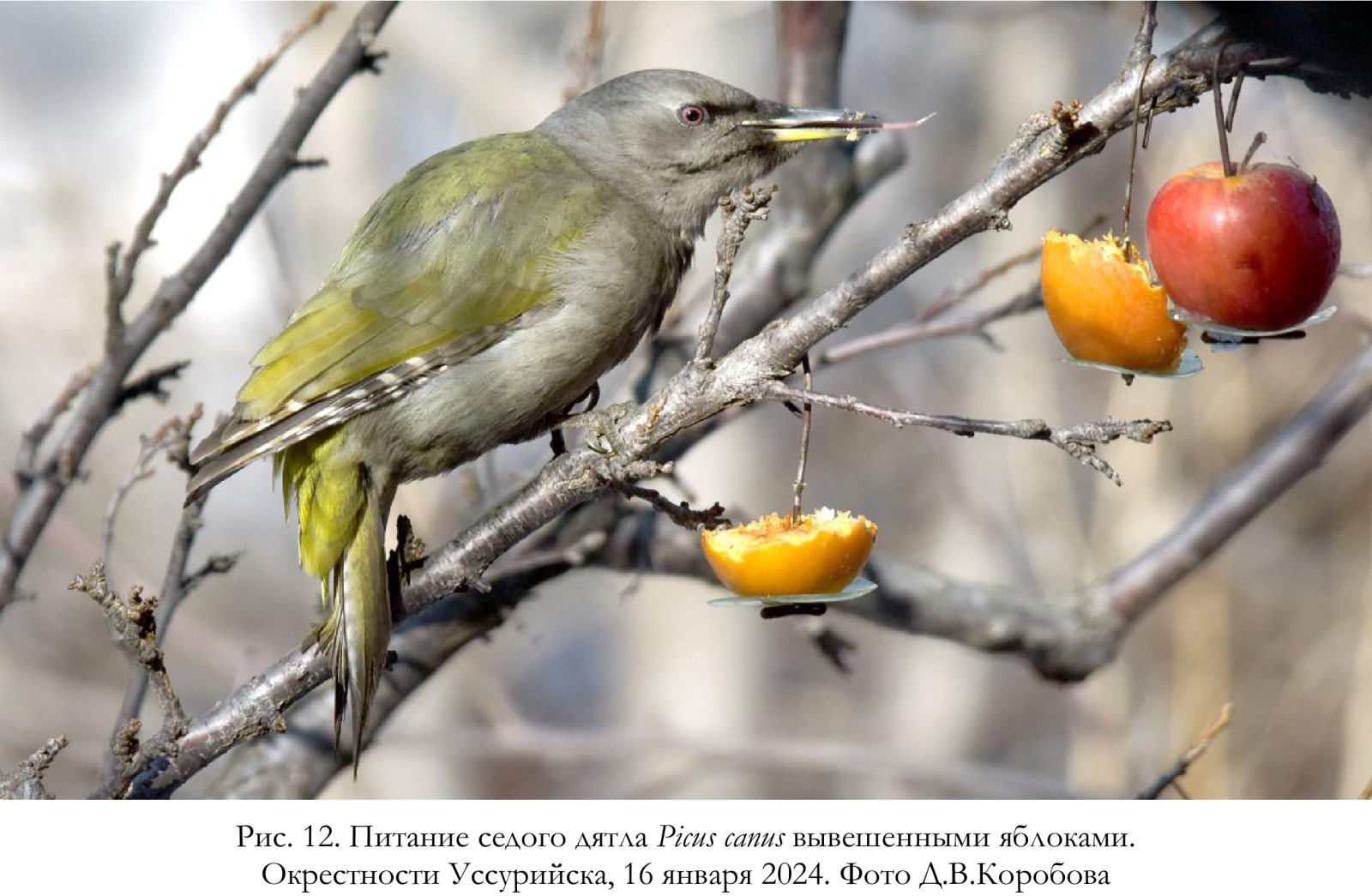 Питание седого дятла Picus canus вывешенными яблоками.