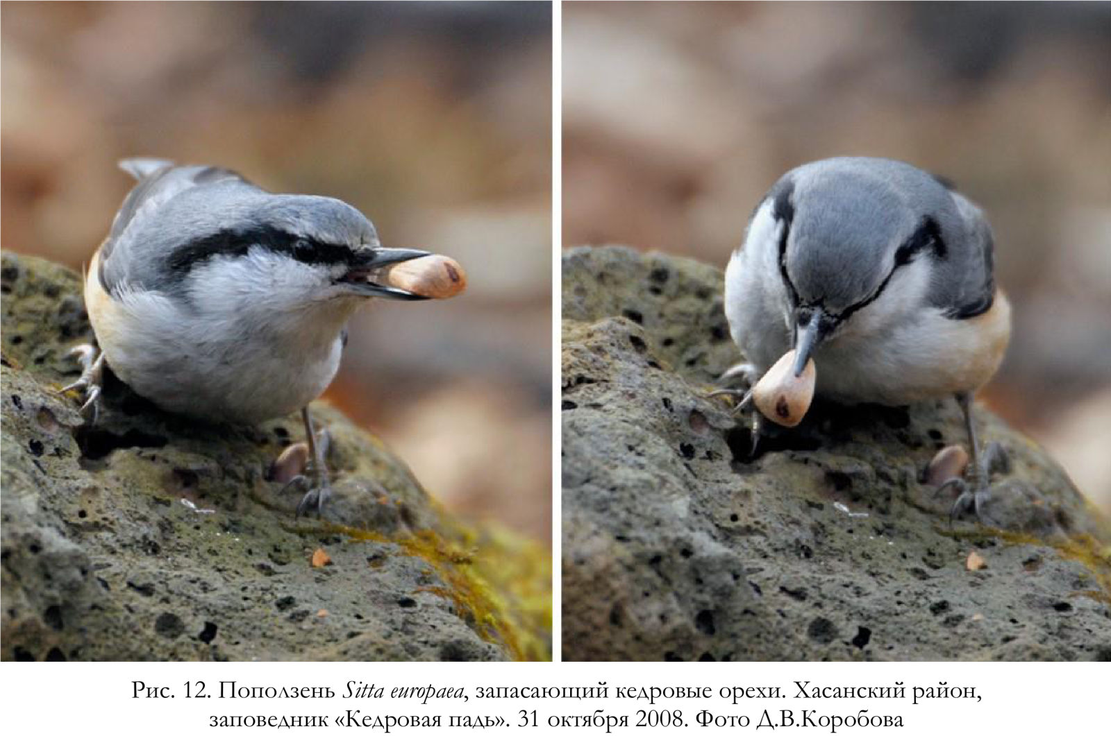 Поползень Sitta europaea, запасающий кедровые орехи