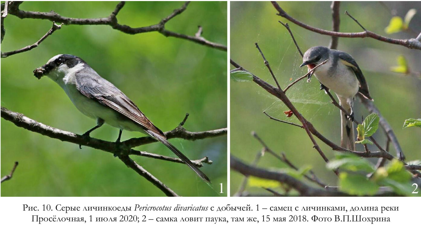Серые личинкоеды Pericrocotus divaricatus с добычей