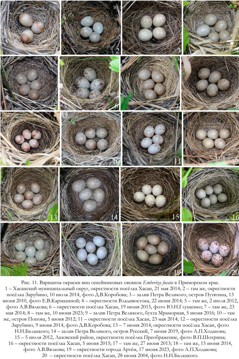 Варианты окраски яиц ошейниковых овсянок Emberiza fucata в Приморском крае