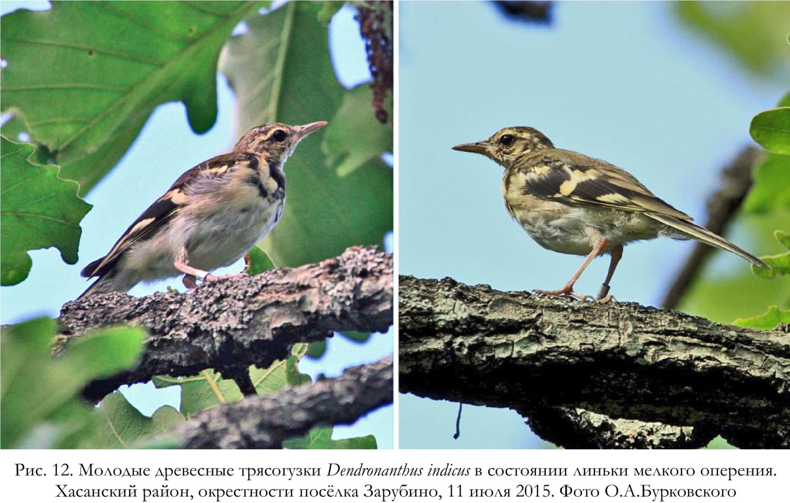 Молодые древесные трясогузки Dendronanthus indicus в состоянии линьки мелкого оперения