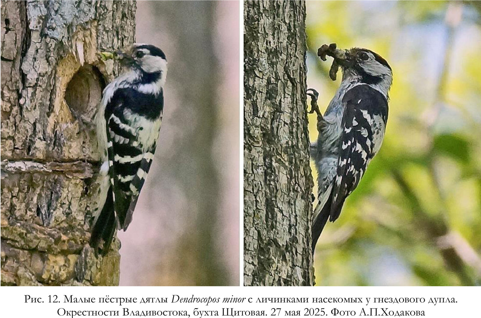Малые пёстрые дятлы Dendrocopos minor с личинками насекомых у гнездового дупла.
