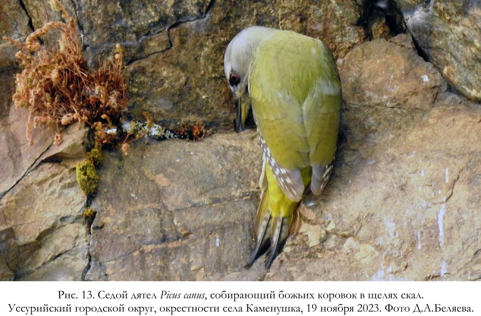 Седой дятел Picus canus, собирающий божьих коровок в щелях скал