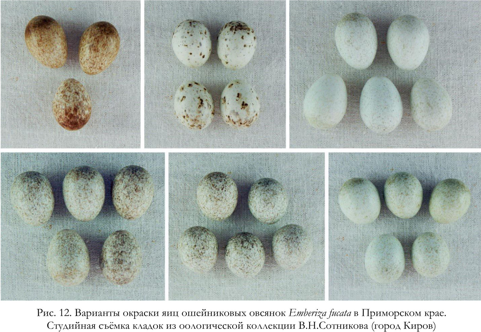 Варианты окраски яиц ошейниковых овсянок Emberiza fucata в Приморском крае
