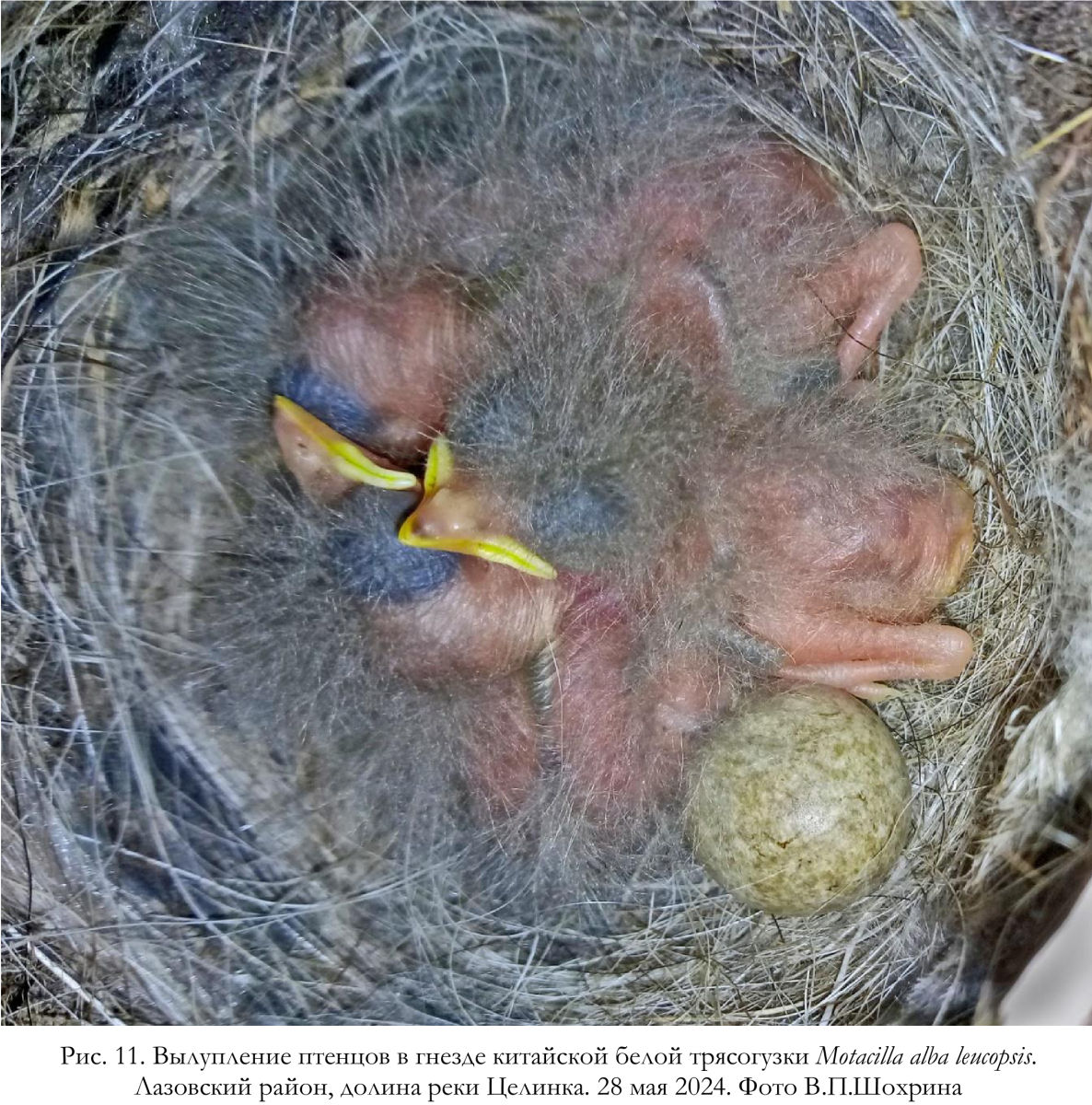 Вылупление птенцов в гнезде китайской белой трясогузки Motacilla alba leucopsis.