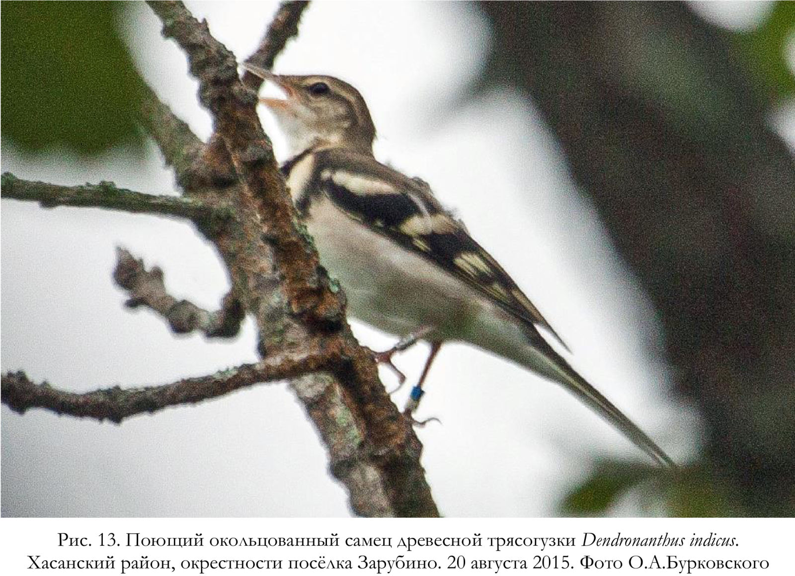 Поющий окольцованный самец древесной трясогузки Dendronanthus indicus