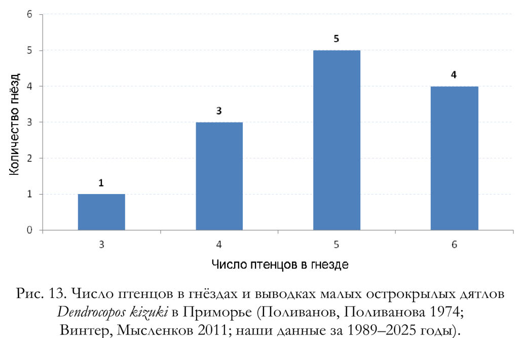 Число птенцов в гнёздах и выводках малых острокрылых дятлов
Dendrocopos kizuki в Приморье