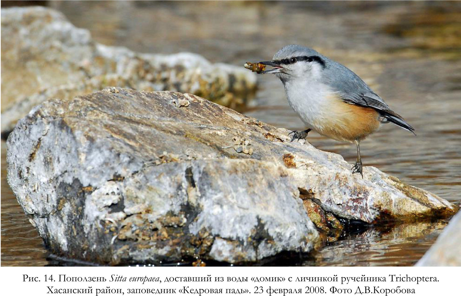 Поползень Sitta europaea, доставший из воды «домик» с личинкой ручейника Trichoptera