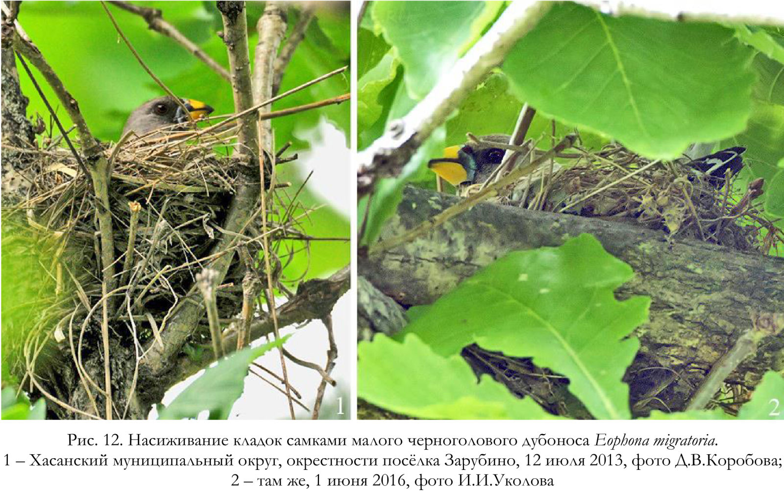 Насиживание кладок самками малого черноголового дубоноса Eophona migratoria.