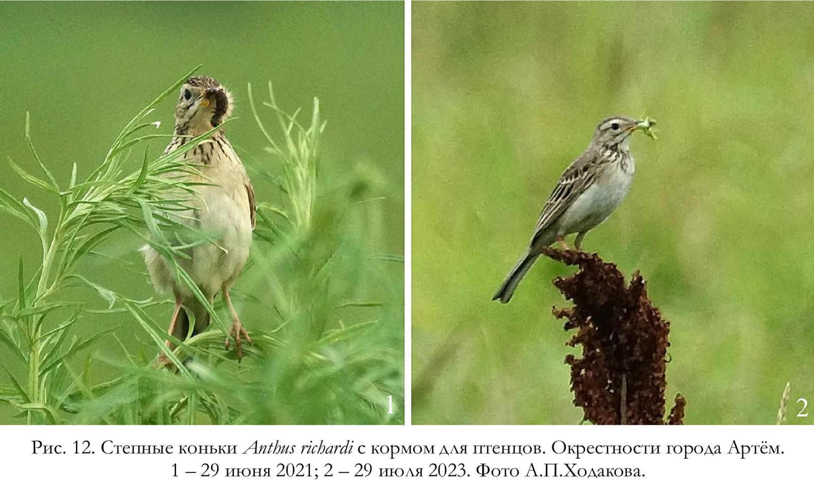 Степные коньки Anthus richardi с кормом для птенцов