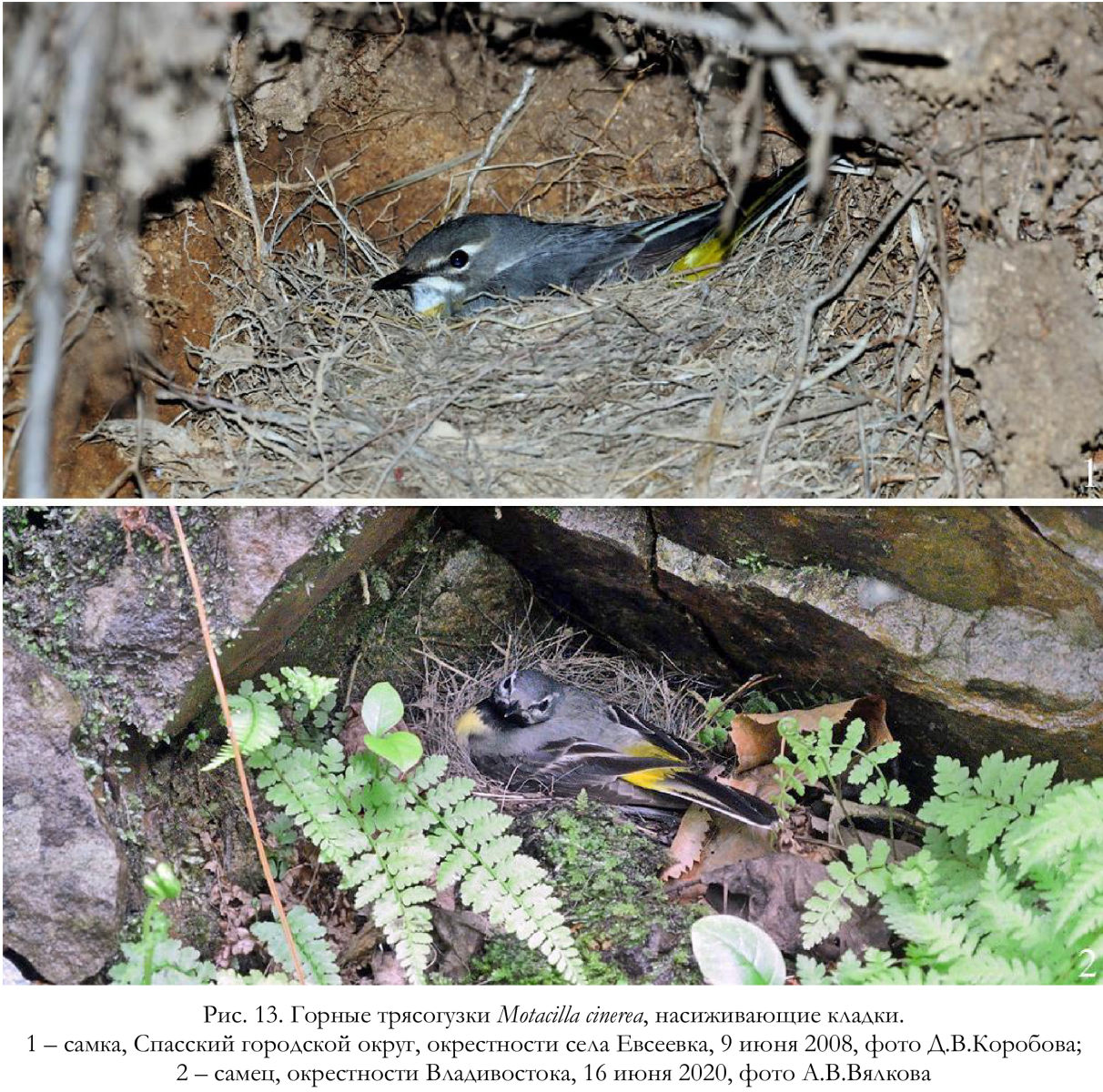 Горные трясогузки Motacilla cinerea, насиживающие кладки