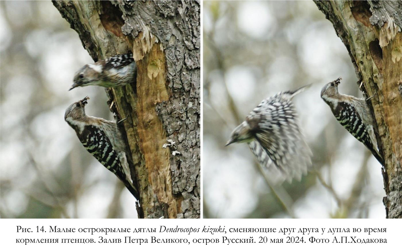 Малые острокрылые дятлы Dendrocopos kizuki, сменяющие друг друга у дупла во время кормления птенцов