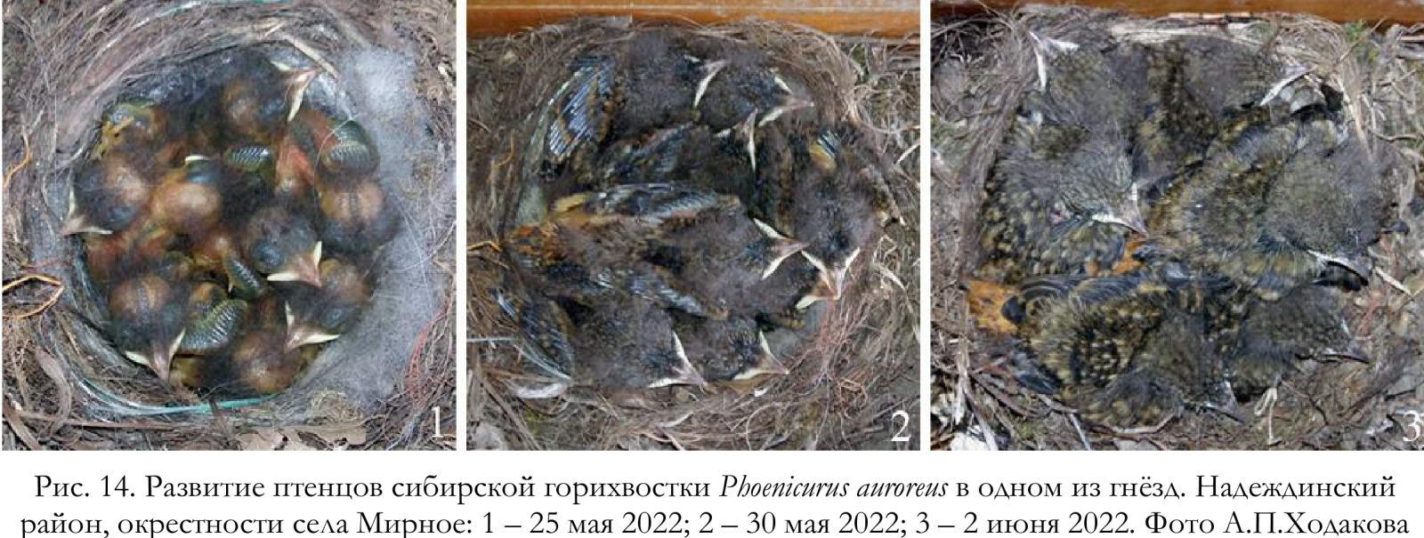 Развитие птенцов сибирской горихвостки Phoenicurus auroreus в одном из гнёзд.