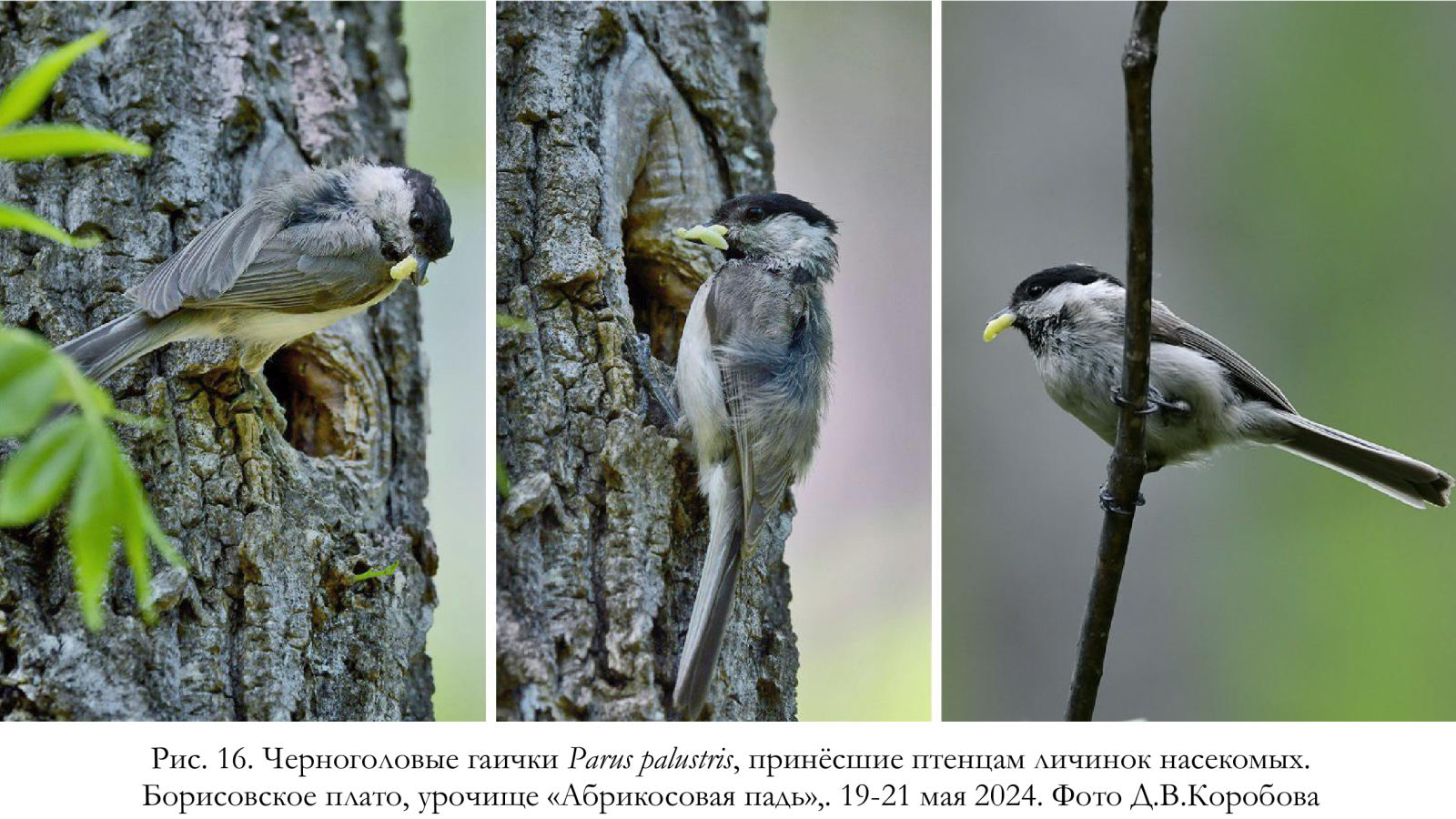 Черноголовые гаички Parus palustris, принёсшие птенцам личинок насекомых
