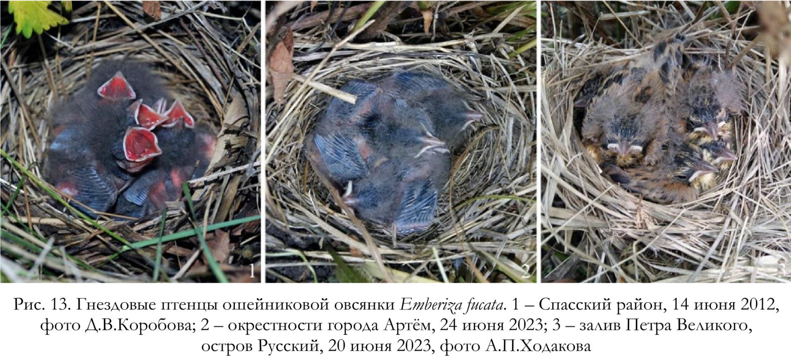 Гнездовые птенцы ошейниковой овсянки Emberiza fucata
