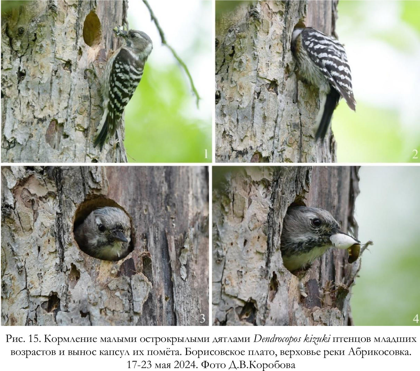 Кормление малыми острокрылыми дятлами Dendrocopos kizuki птенцов младших
возрастов и вынос капсул их помёта