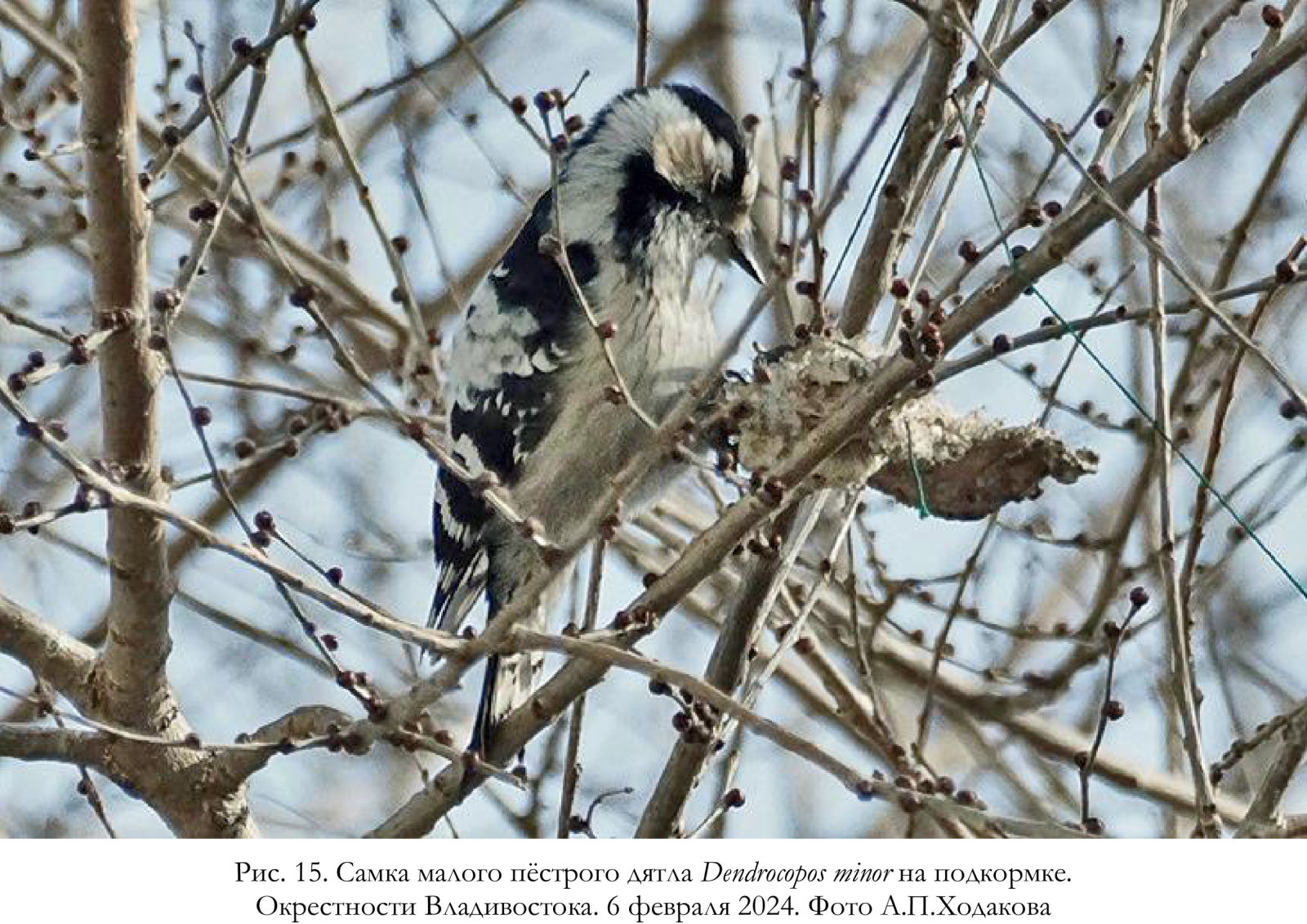 Самка малого пёстрого дятла Dendrocopos minor на подкормке