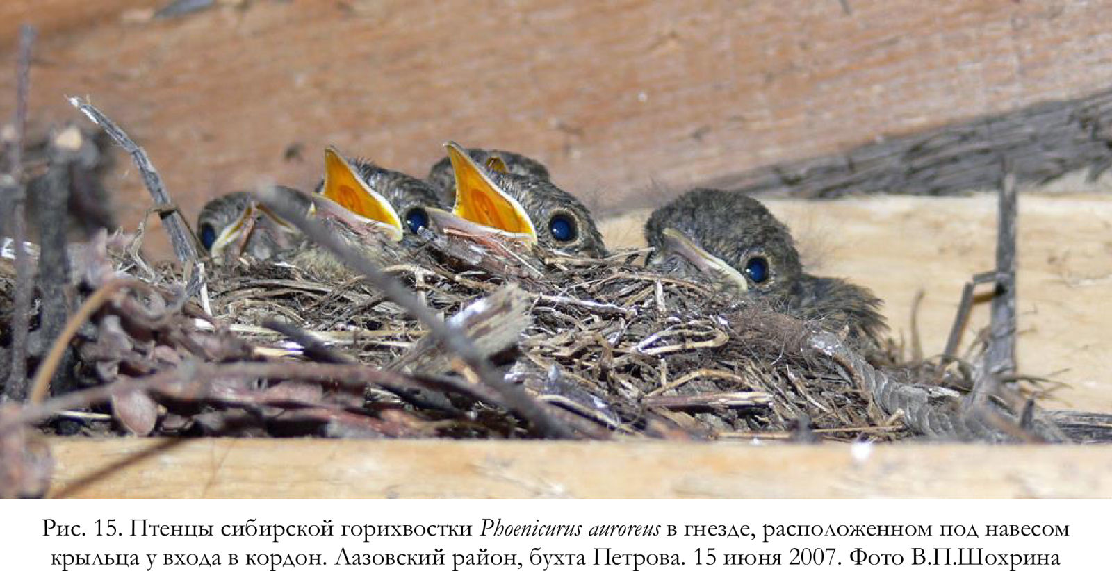 Птенцы сибирской горихвостки Phoenicurus auroreus в гнезде,