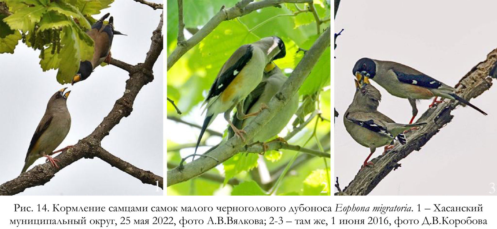 Кормление самцами самок малого черноголового дубоноса Eophona migratoria