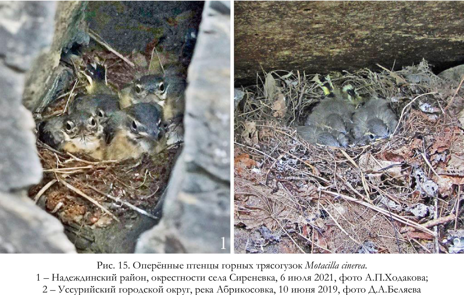 Оперённые птенцы горных трясогузок Motacilla cinerea