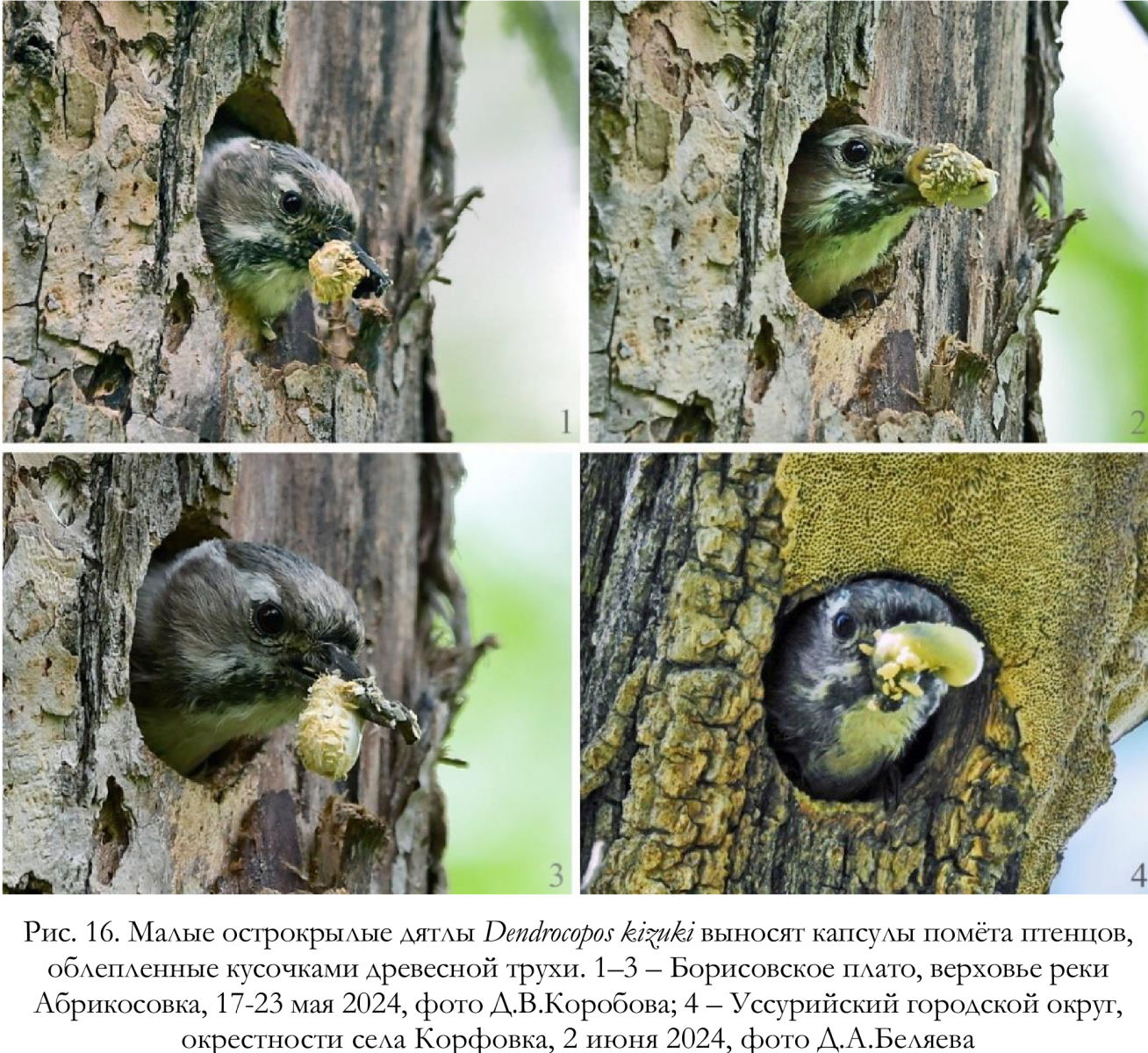 Малые острокрылые дятлы Dendrocopos kizuki выносят капсулы помёта птенцов,
облепленные кусочками древесной трухи
