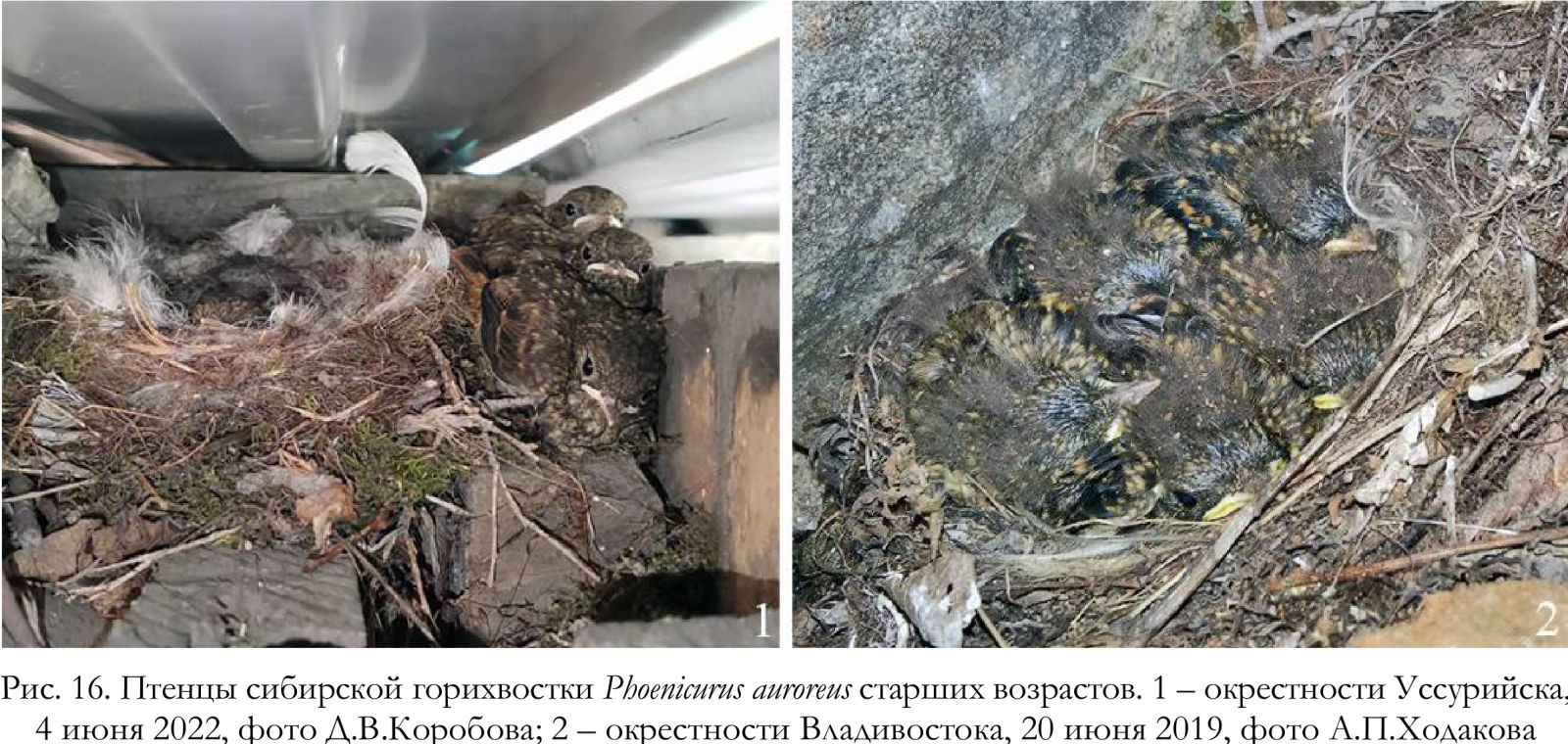 Птенцы сибирской горихвостки Phoenicurus auroreus старших возрастов