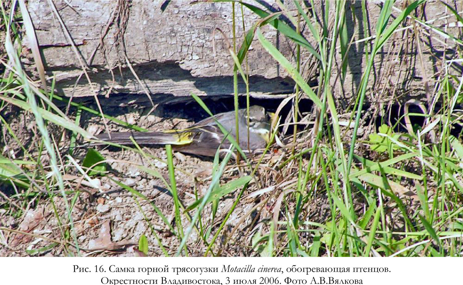 Самка горной трясогузки Motacilla cinerea, обогревающая птенцов