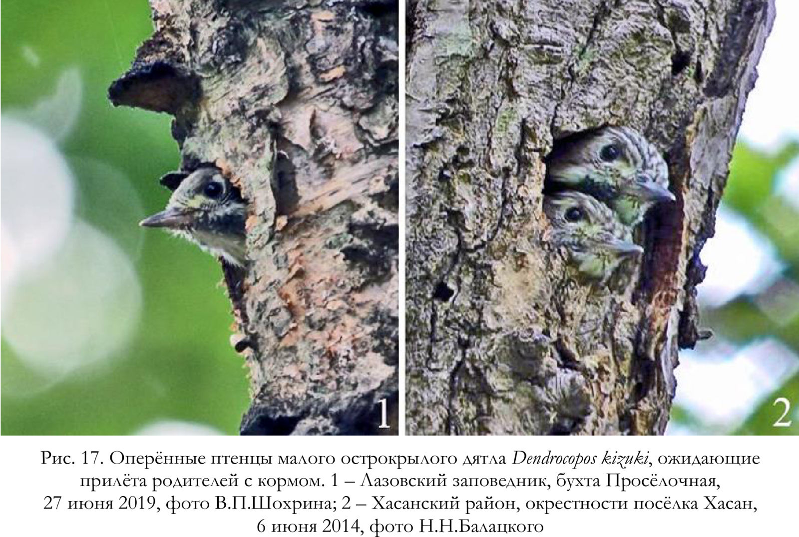 Оперённые птенцы малого острокрылого дятла Dendrocopos kizuki, ожидающие
прилёта родителей с кормом.
